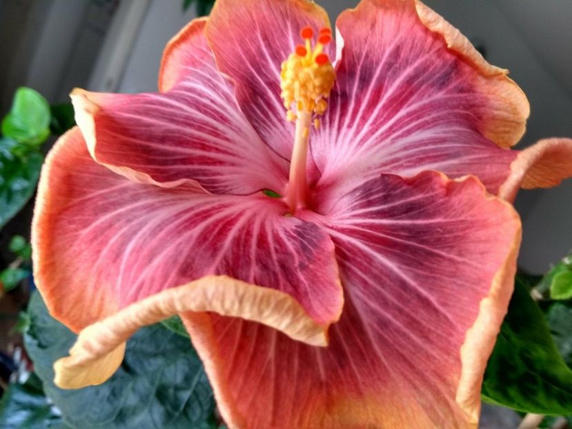 30771720_1925262717547167_1835668307_o - Tahitian Purple Ripple