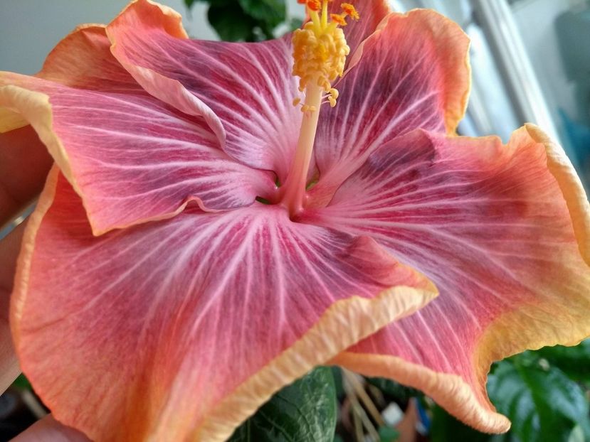 30771834_1925285447544894_106095982_o - Tahitian Purple Ripple