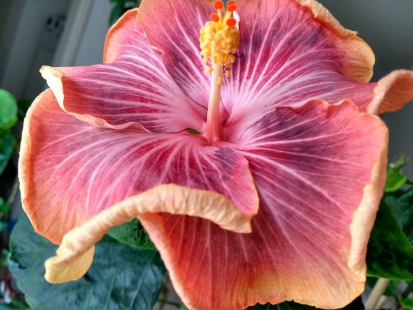 30771900_1925262804213825_279196106_o - Tahitian Purple Ripple