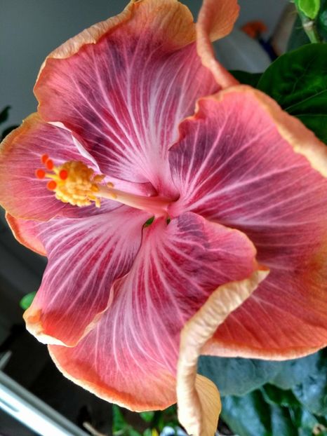 30825015_1925262664213839_1651880484_o - Tahitian Purple Ripple