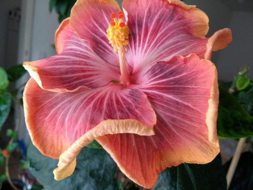 30825575_1925262750880497_705405946_o - Tahitian Purple Ripple