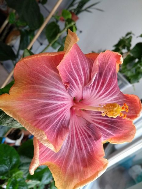 30825579_1925285427544896_2108802481_o - Tahitian Purple Ripple