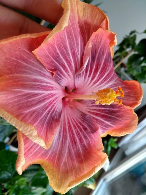 30826052_1925285410878231_426870326_o - Tahitian Purple Ripple