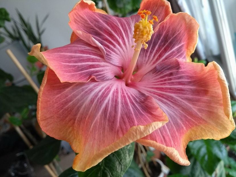 30849137_1925285474211558_2014337231_o - Tahitian Purple Ripple