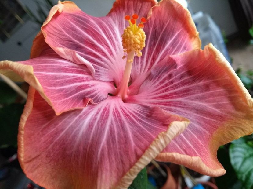 30849383_1925246767548762_985226875_o - Tahitian Purple Ripple