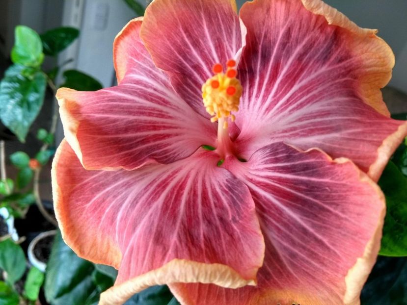 30849615_1925262677547171_1006258623_o - Tahitian Purple Ripple