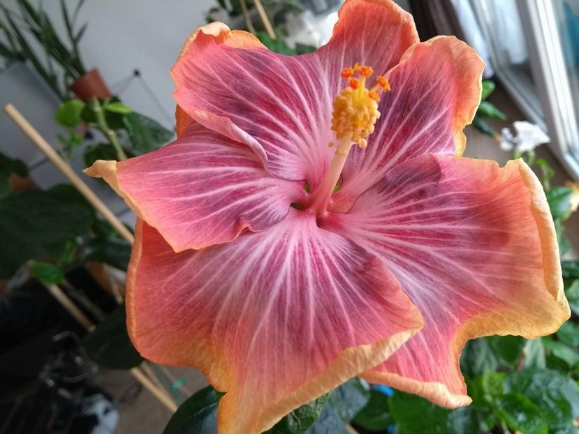 30850147_1925285464211559_1528170876_o - Tahitian Purple Ripple