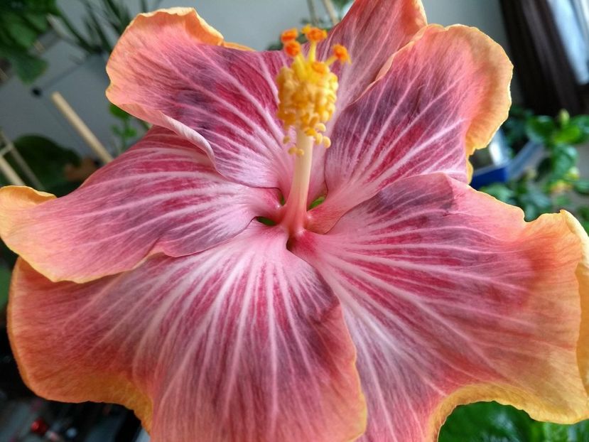 30946045_1925336367539802_1215332279_o - Tahitian Purple Ripple