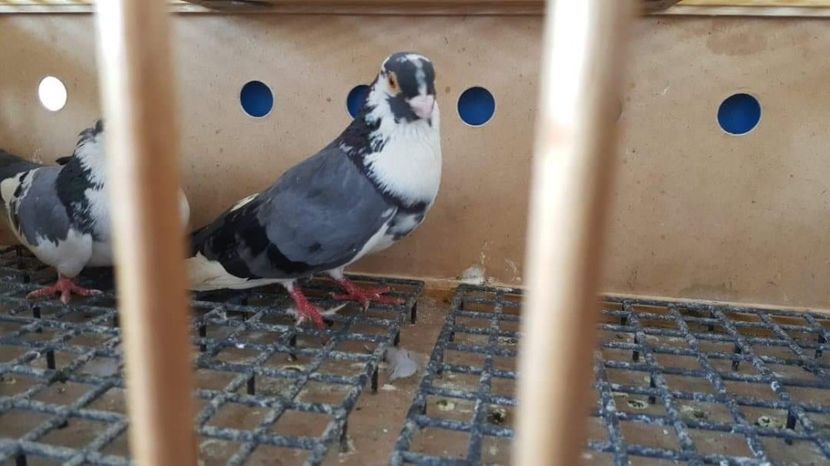 Mascul Ame - 4-Jucatori de Galati