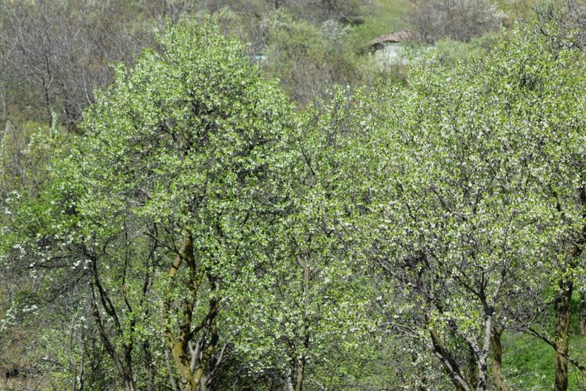  - Primăvara sălbatică