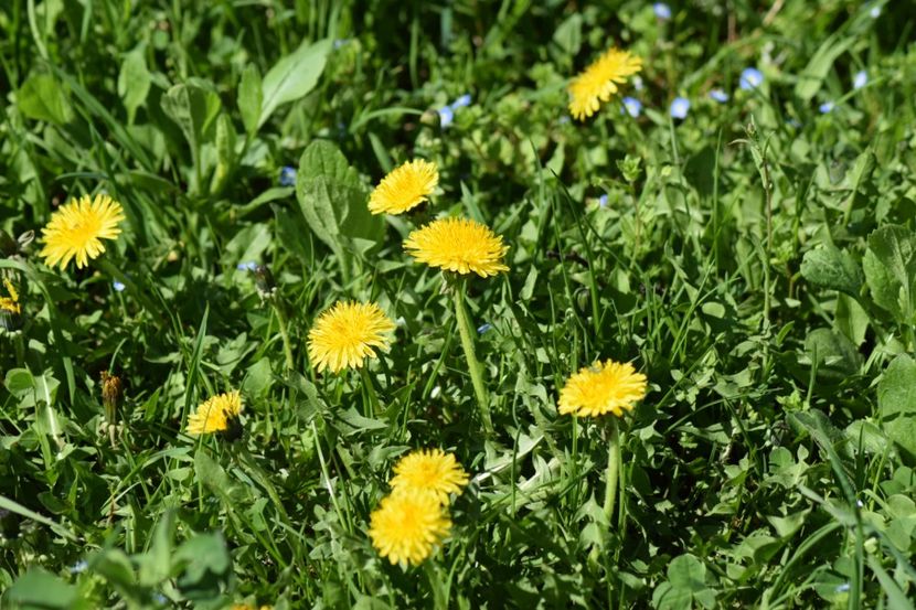  - Primăvara sălbatică