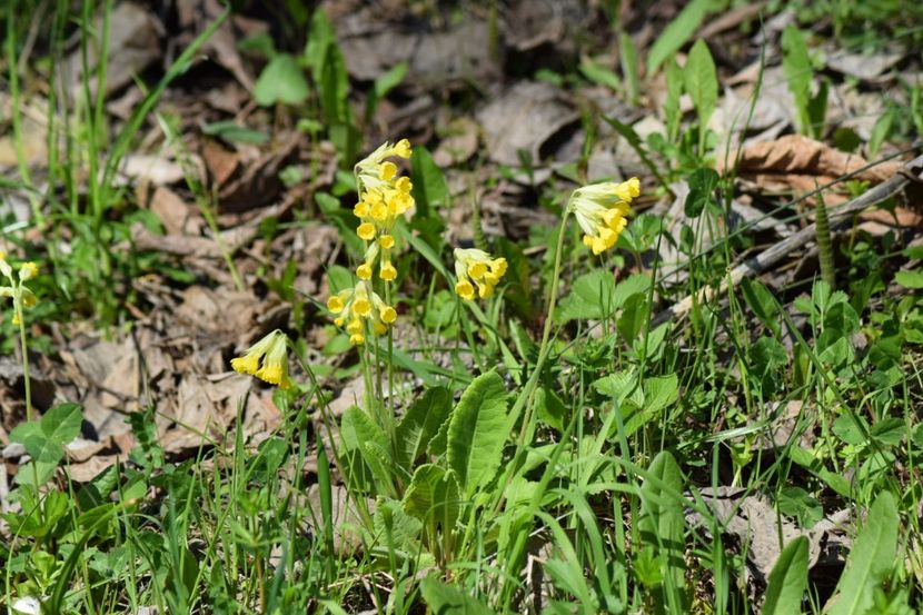  - Primăvara sălbatică