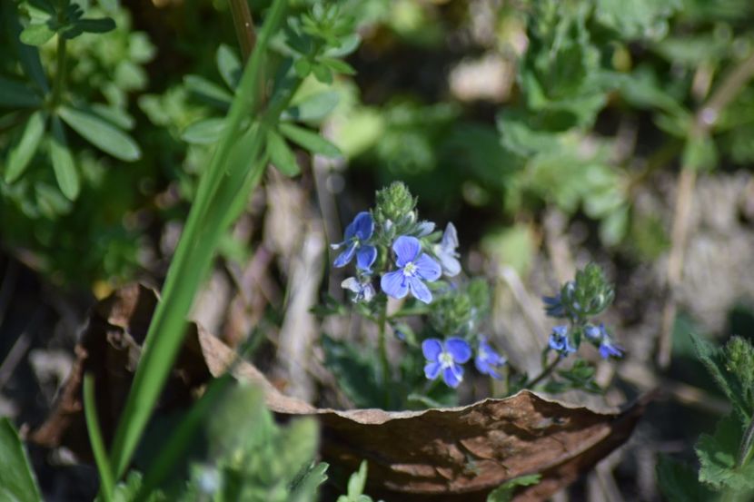  - Primăvara sălbatică