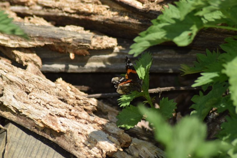  - Primăvara sălbatică