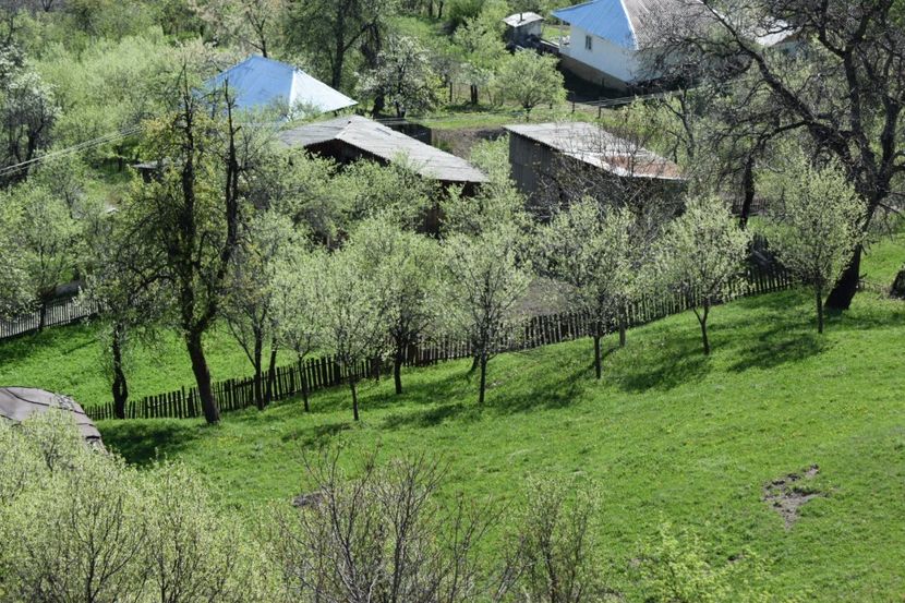  - Primăvara sălbatică