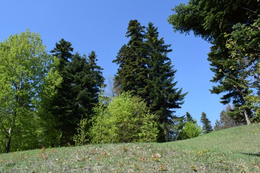  - Primăvara sălbatică