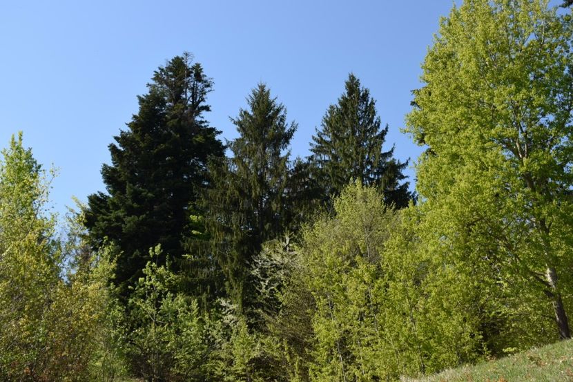  - Primăvara sălbatică