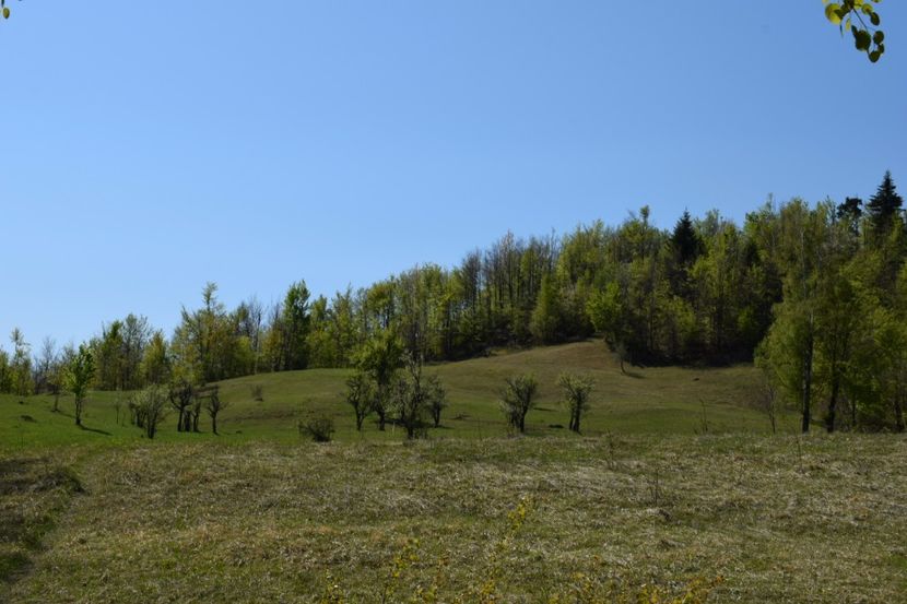  - Primăvara sălbatică