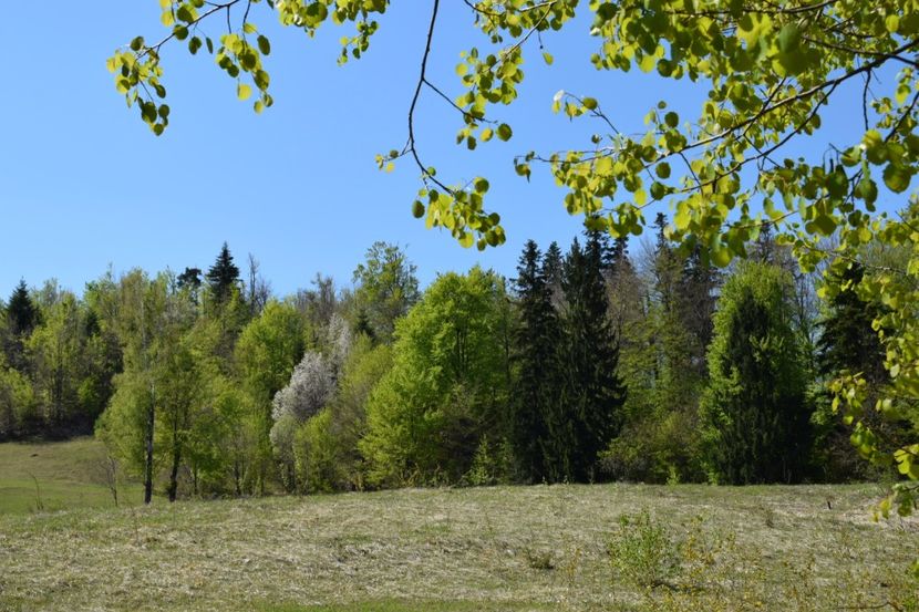  - Primăvara sălbatică