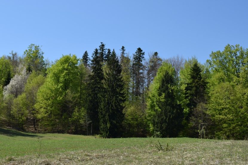  - Primăvara sălbatică