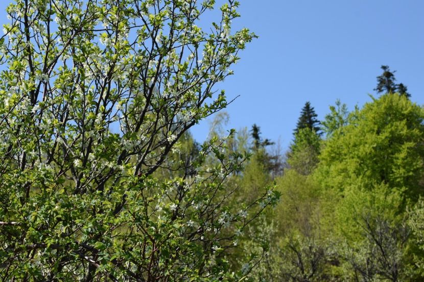  - Primăvara sălbatică