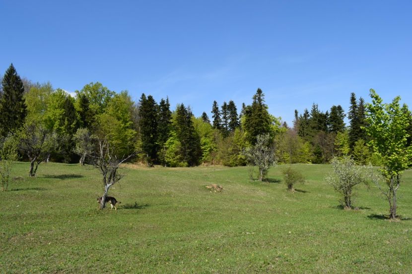  - Primăvara sălbatică