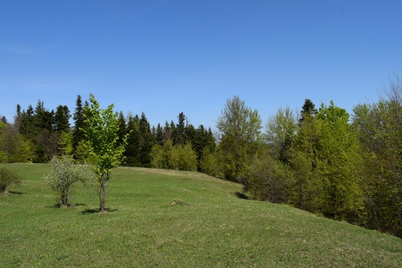  - Primăvara sălbatică