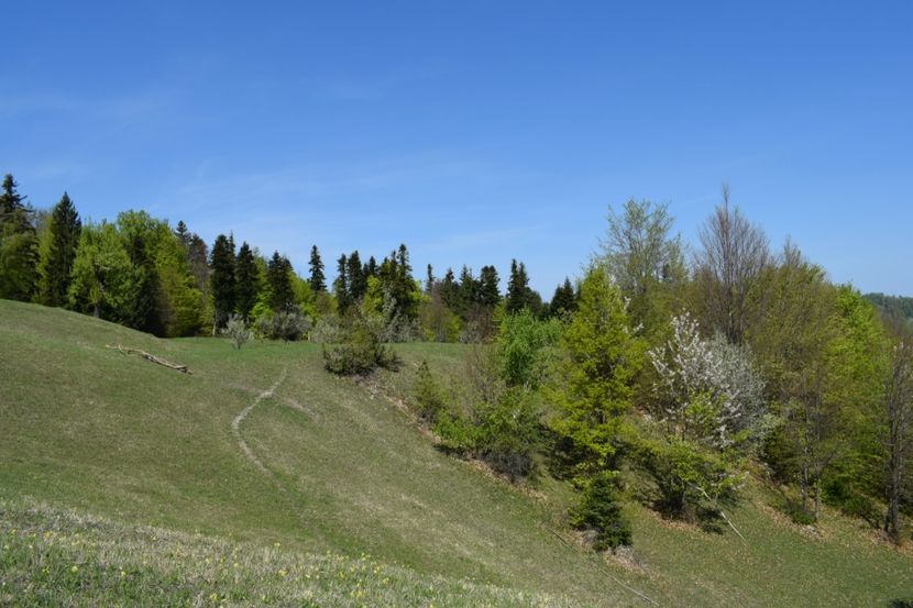  - Primăvara sălbatică