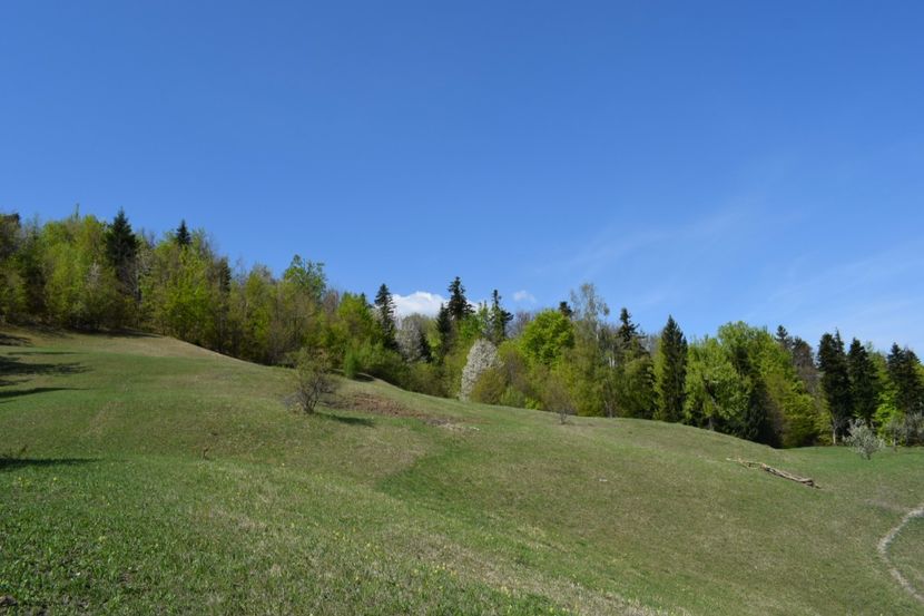  - Primăvara sălbatică