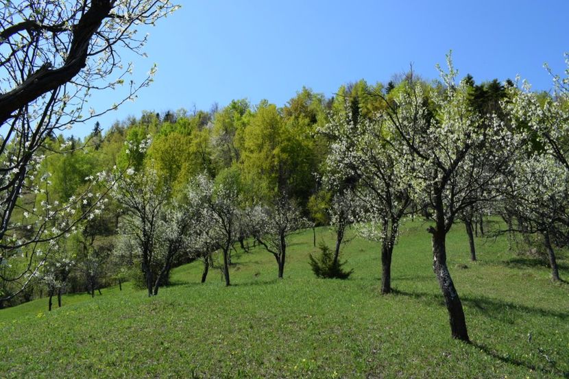  - Primăvara sălbatică