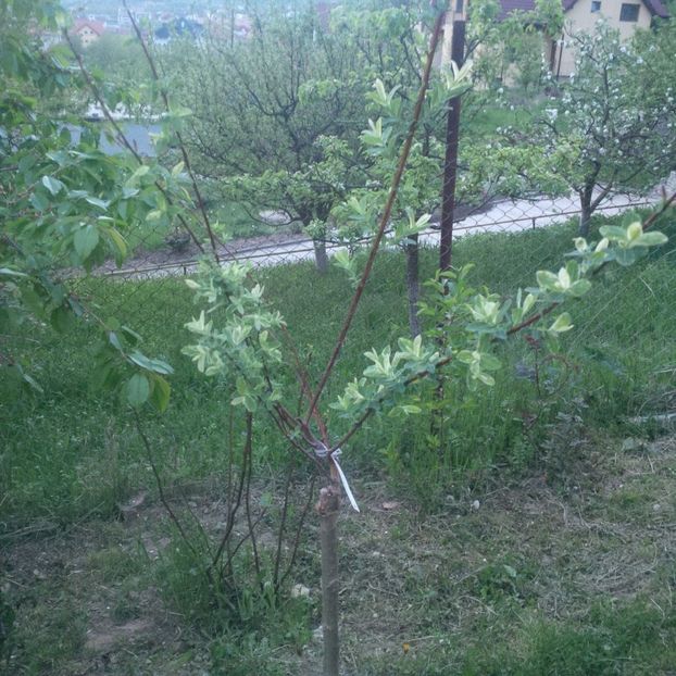 salix integra - primavara 2018