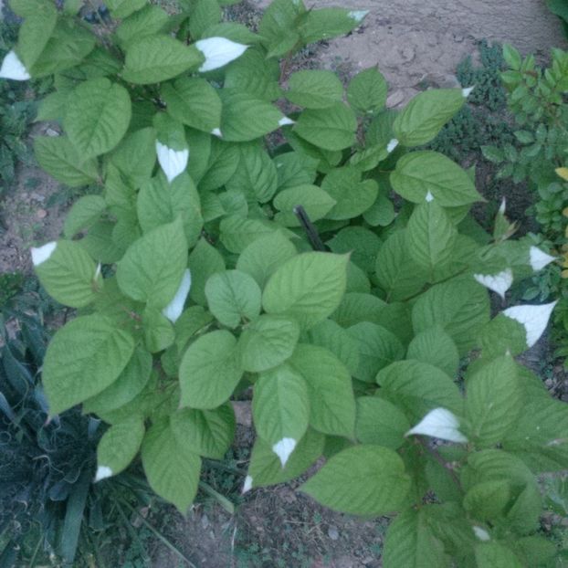 kiwi ornamental -actinidia pilosula - primavara 2018