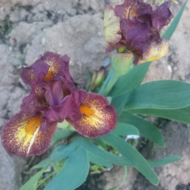 iris pitic - primavara 2018