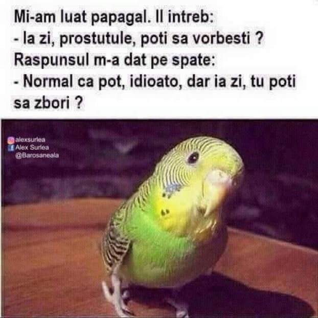  - Poze 3