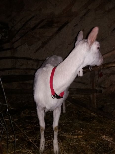  - Capre saanen si ieduti 2018