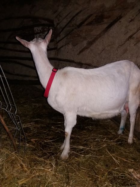  - Capre saanen si ieduti 2018