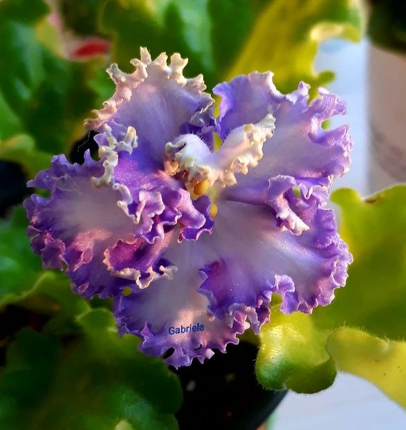 Partly Cloudy - AA violete africane de colectie