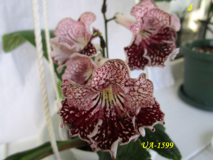 UA-1599(24-04-2018) - Streptocarpusi 2018