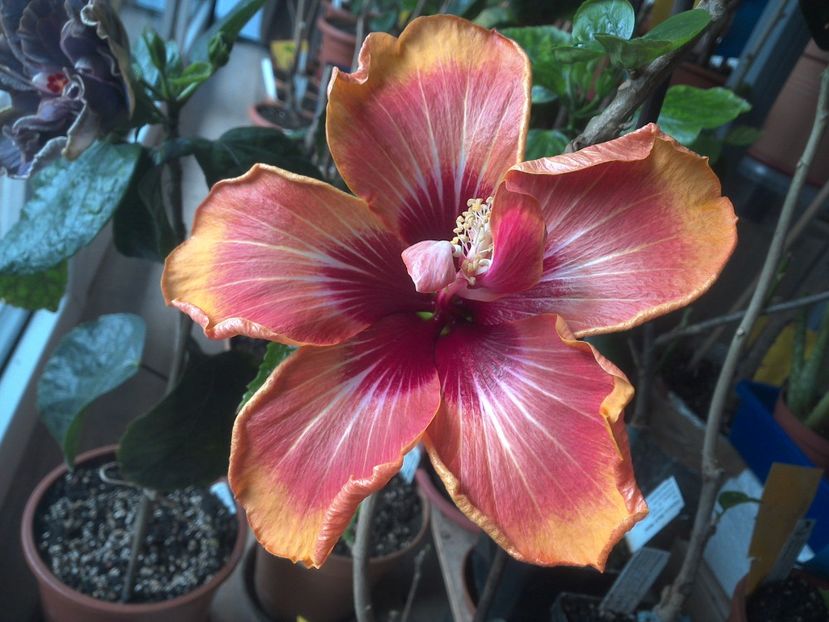 WIN_20180424_100012 - Tahitian Arcturus Queen