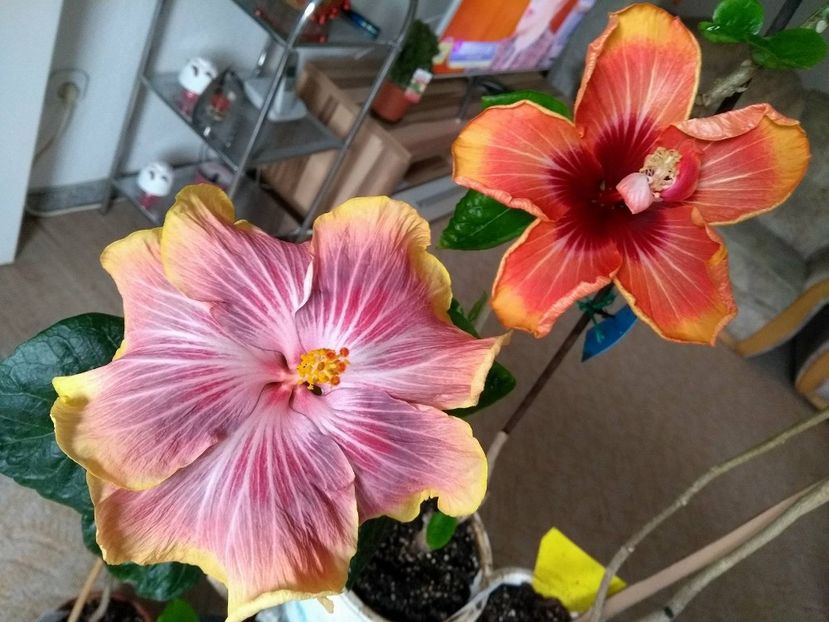 30825504_1926605880746184_1558289619_o - 03Hibiscus