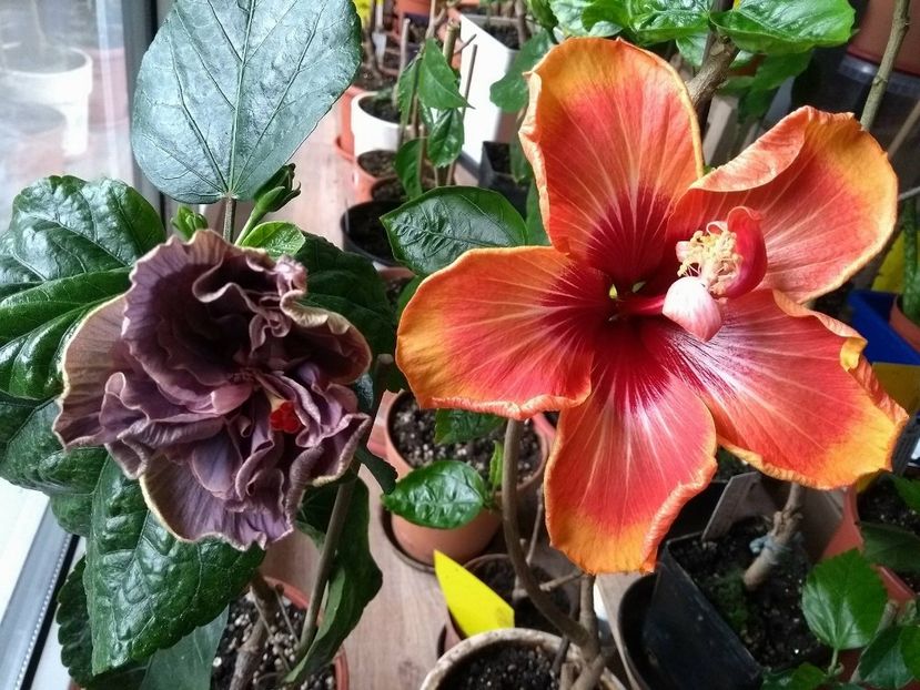 30954272_1926618860744886_1932413171_o - 03Hibiscus