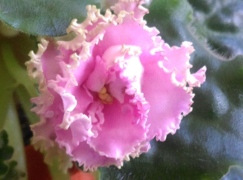  - LE Usi Pusi de la Tanase