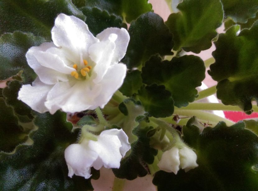  - Lemon Whip de la AM