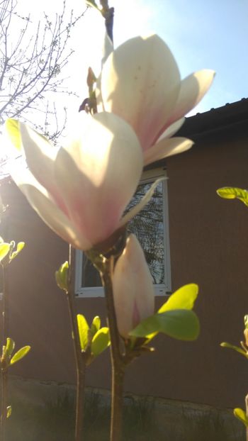 Magnolia soulangeana ! - Arbusti ornamentali !