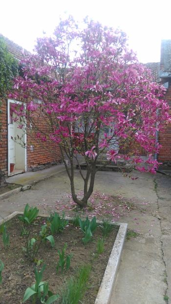 Magnolia susan - Arbusti ornamentali !