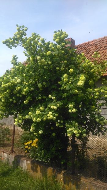 Calin ! - Arbusti ornamentali !