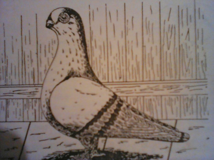  - ZBURĂTOR DE DAMASC