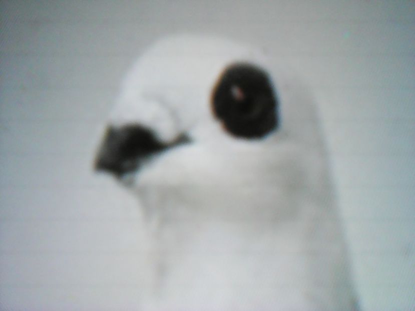  - ZBURĂTOR DE DAMASC