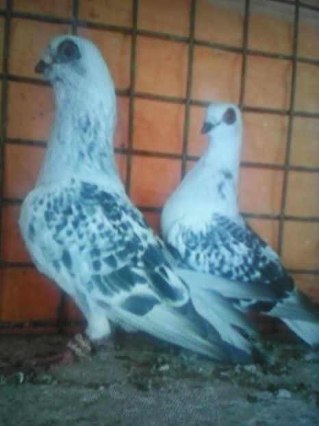  - ZBURĂTOR DE DAMASC