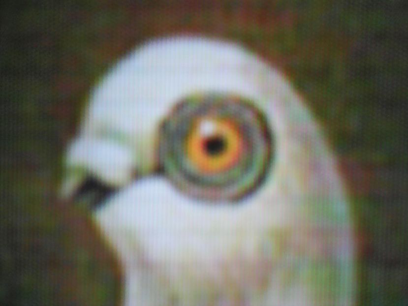  - ZBURĂTOR DE DAMASC